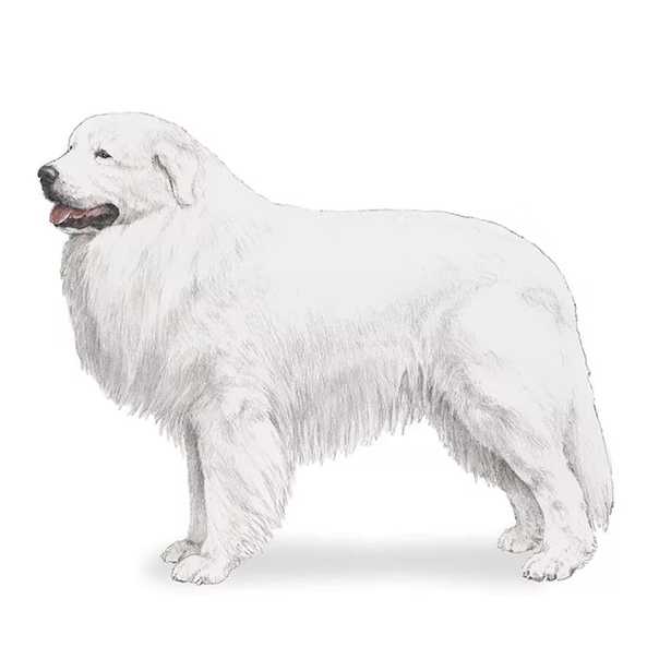 Характеристика собак породы пиренейская горная собака с отзывами и фото