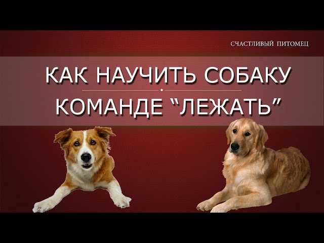 Как научить собаку команде стоять. обучение собаки команде стоять, видео по дрессировке - dogtricks.ru