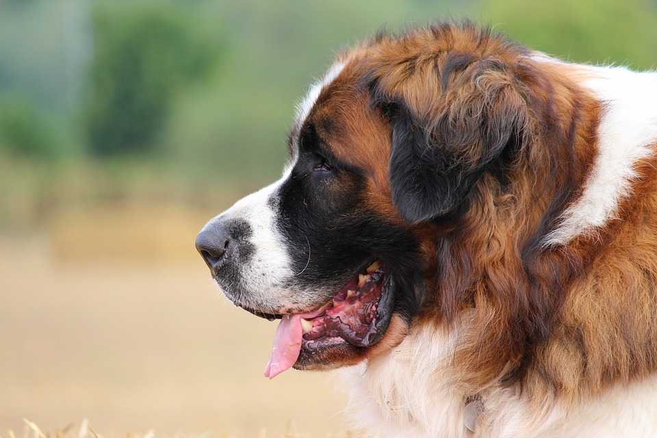 Описание породы собак московская сторожевая с отзывами владельцев и фото