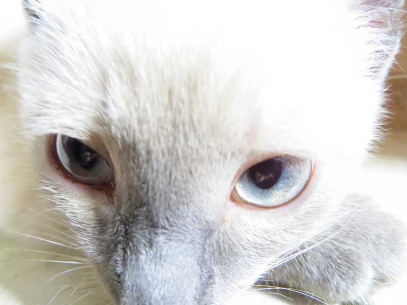 У кота или кошки слизь в глазах: что делать | причины и лечение