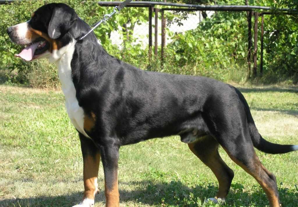 Большой швейцарский зенненхунд (гросс, большая горная собака)