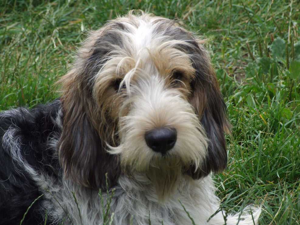 Малый вандейский бассет-гриффон: описание породы собак с фото и видео