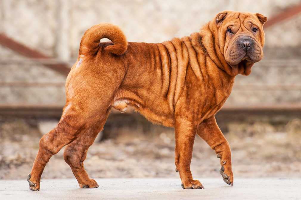 Как называются морщинистые породы собак со складками и большими щеками