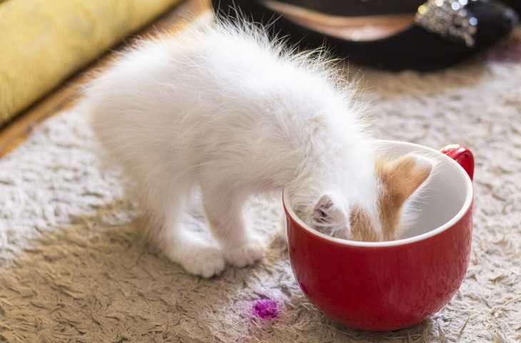 Можно кормить котенка кефиром