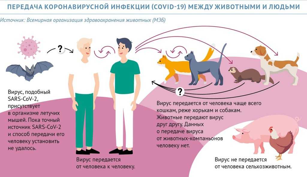 Можно ли заразиться коронавирусом от домашних животных?