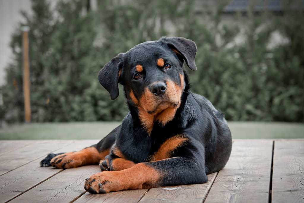 Самые преданные собаки: топ-10. фото и описание