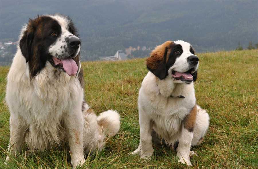 Московская сторожевая собака: фото, описание породы, характер и цены