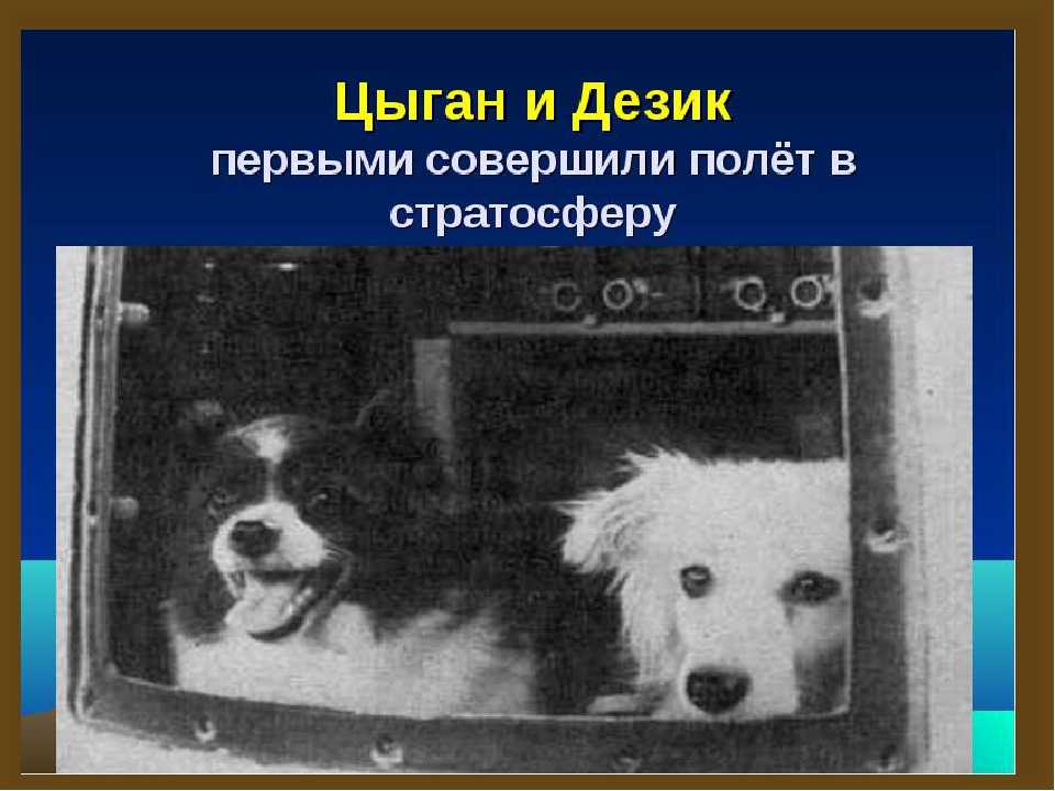 Лайка собака-космонавт — первая в космосе