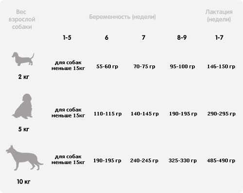 Щенок, возрастные особенности щенков, этапы роста и развития