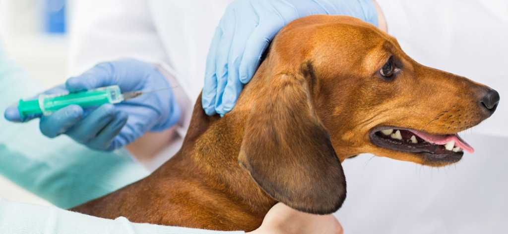 Эпилепсия у собак: причины, формы и лечение