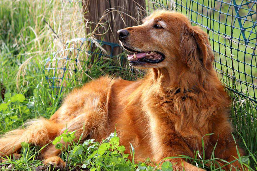 Самые преданные породы собак: топ-10 самых верных собак в мире