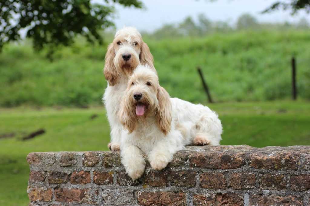 Бассет хаунд собака. описание, особенности, виды, уход и цена породы бассет хаунд