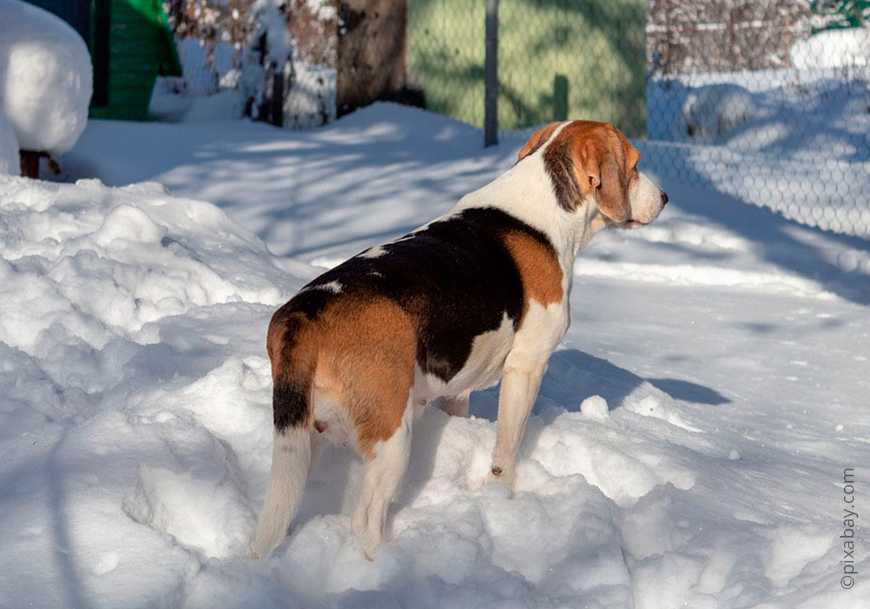 Самая лучшая охотничья собака — эстонская гончая