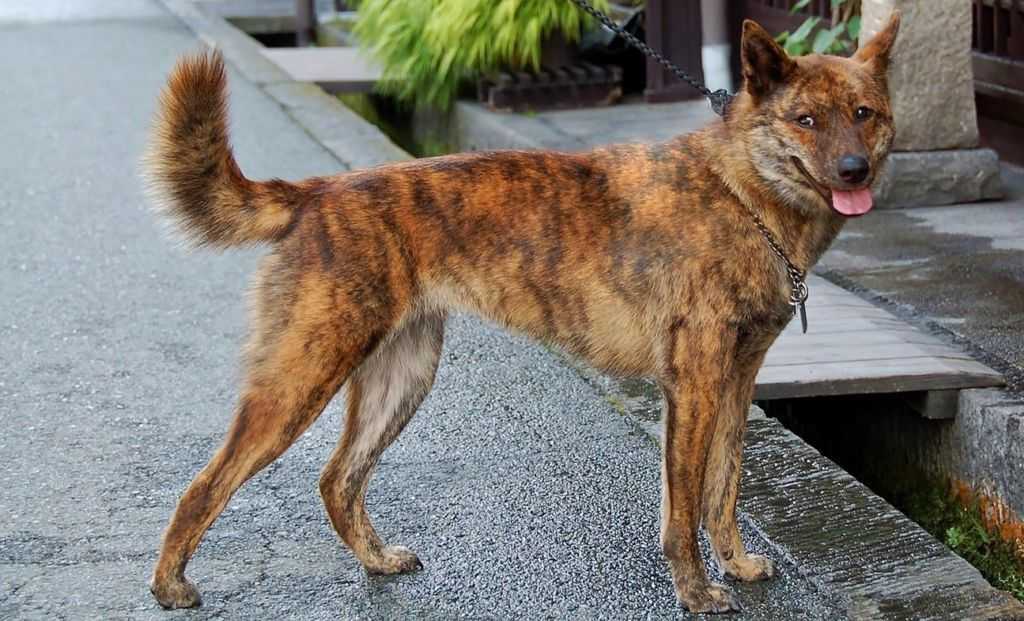 Кай-ину или тигровая собака: характеристики породы, фото, характер, правила ухода и содержания