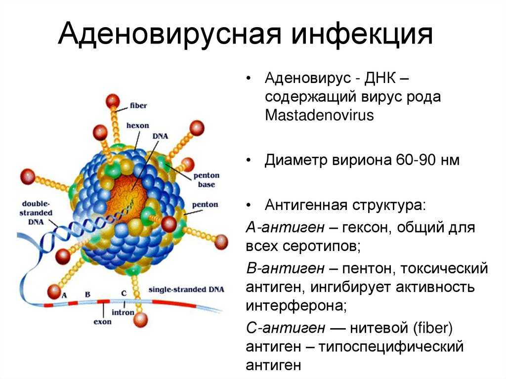 Чем болеют котята: распространенные болезни котят с симптомами и лечением