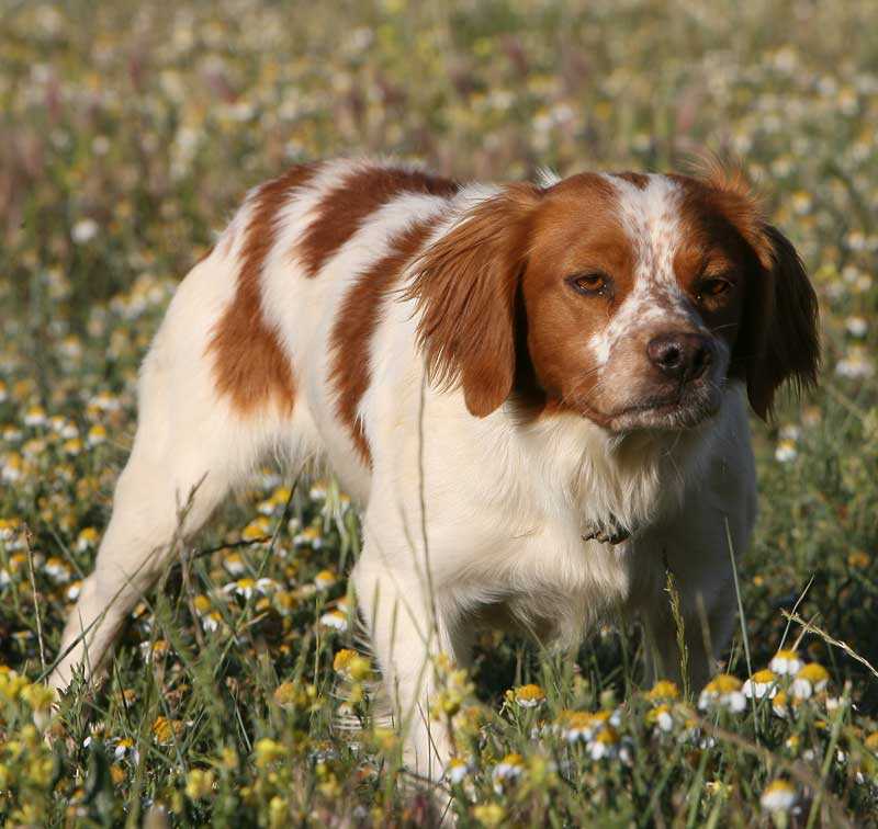 Описание породы собак бретонский эпаньоль с отзывами и фото