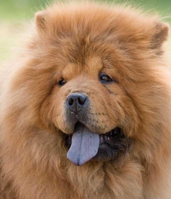Собака с синим языком: как называется порода | фото