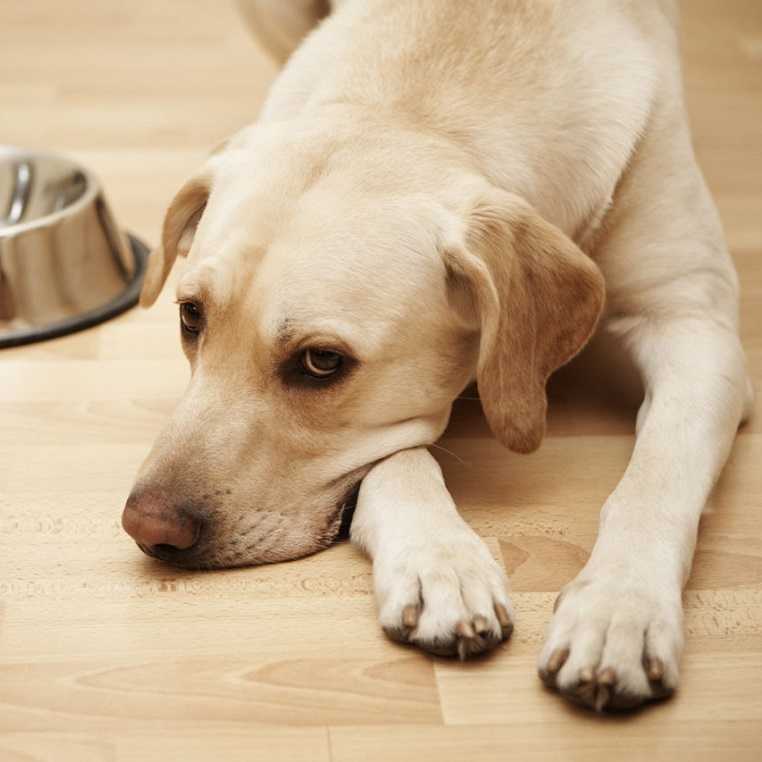 Холецистит у собак - лечение, диагностика | ветклиника берлога
