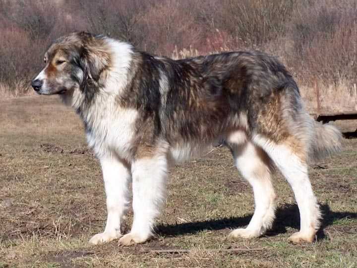 Болгарская овчарка (каракачанская собака): описание породы с фото и видео