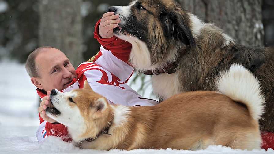Все собаки владимира путина с фото и кличками: питомцы каких пород живут у президента россии?