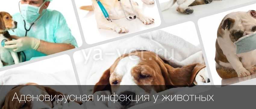 Аденовирусная инфекция у собак: симптомы и лечение опасного заболевания