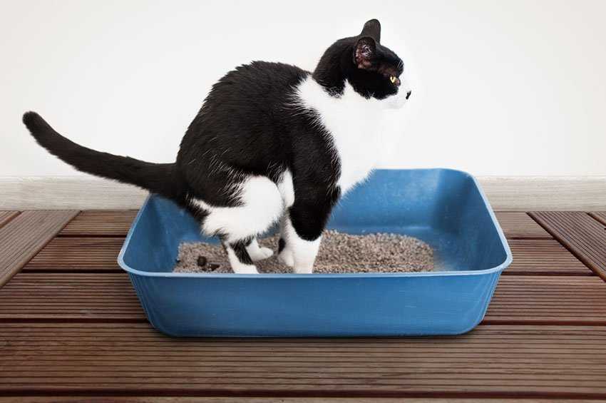 Как сделать клизму кошке в домашних условиях
