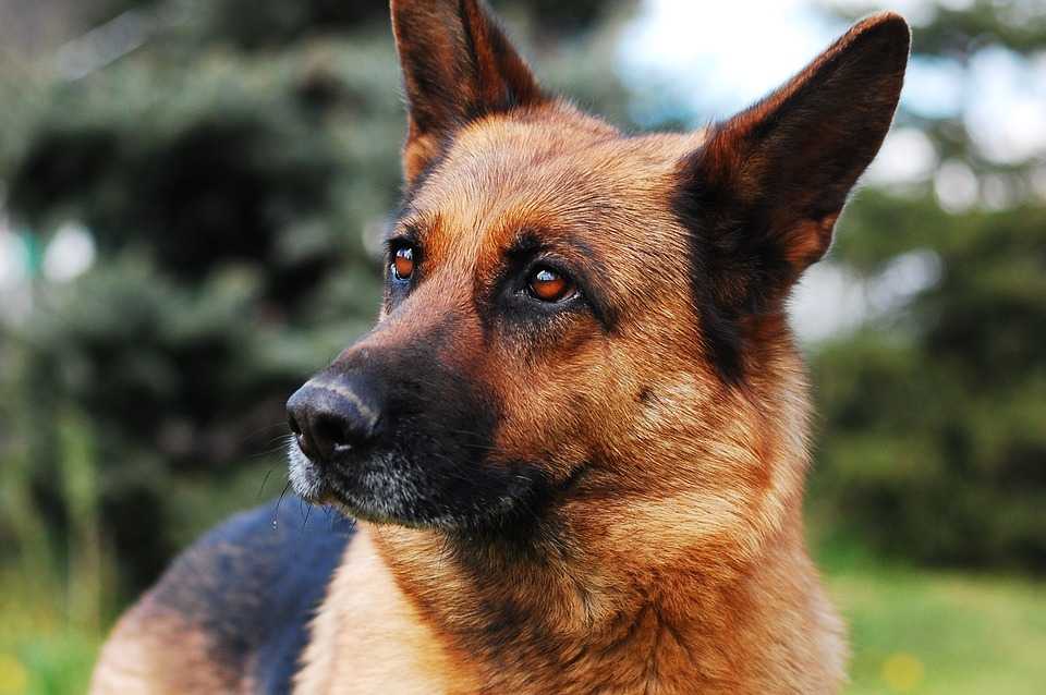 Самые преданные породы собак – список, названия, описание, фото и видео