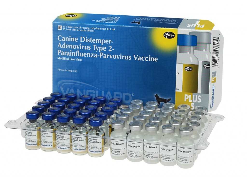 Вангард 5: вакцина для собак с коронавирусом