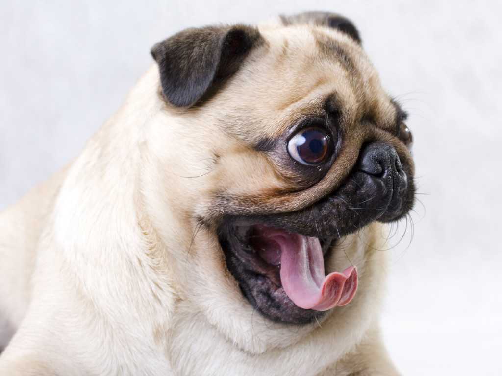 Почему собака дышит и высовывает язык