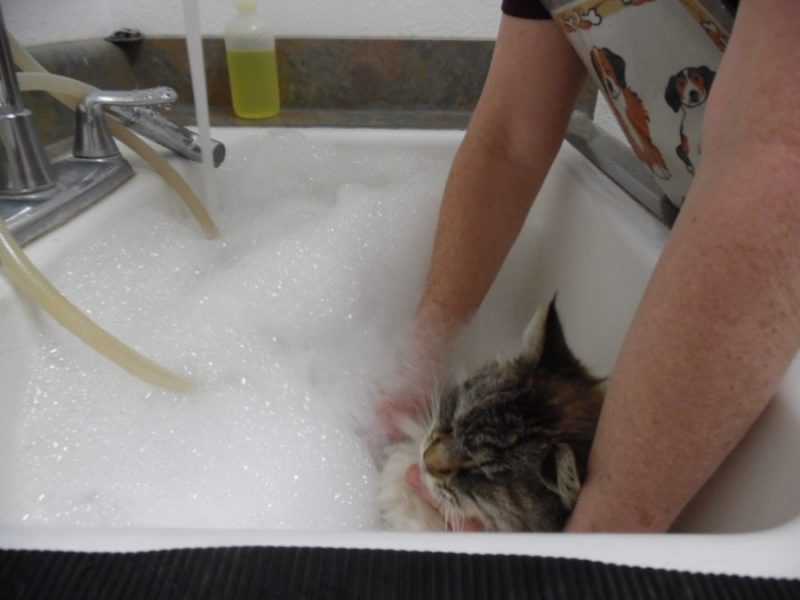 Сколько можно купать кошек. Мытье кошки. Кота купают. Помытый кот. Мытье кошачьих лотков.