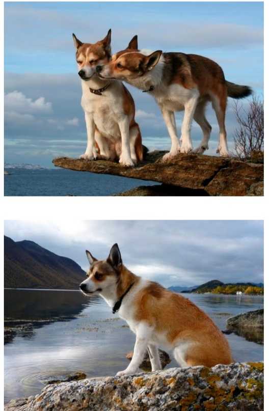 Знакомимся с собакой с севера: охотник норвежский лундехунд