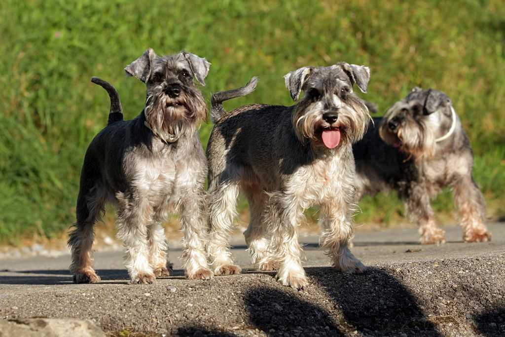 Цвергшнауцер: фото собаки, плюсы и минусы породы, окрасы, все о породе
