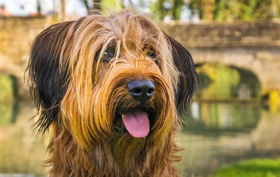Описание породы собак бриар с отзывами владельцев и фото