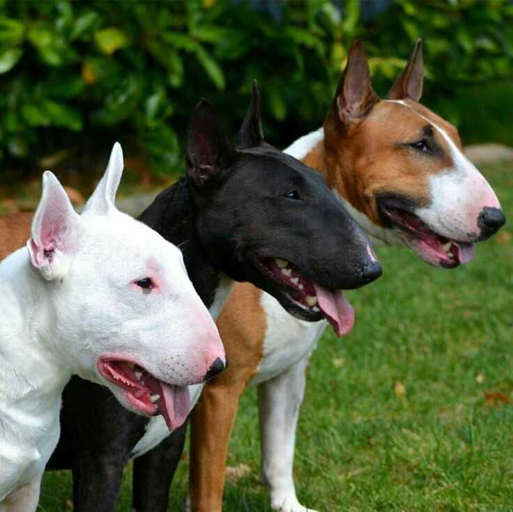Бойцовские породы собак: фотографии, список, названия и характеристики крупных и малых псов бойцовых пород