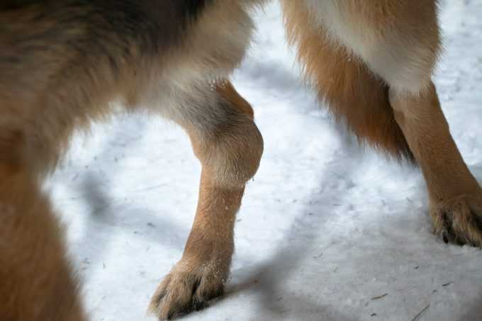 У собаки отказывают задние ноги