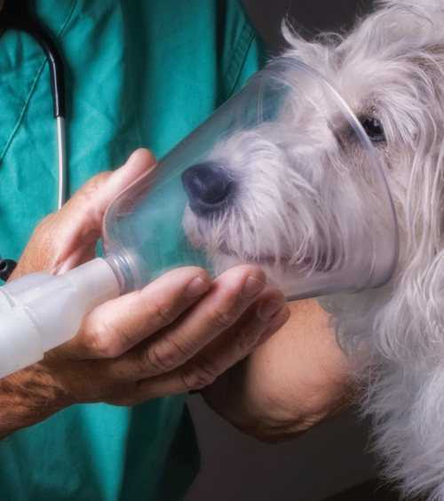 Коллапс трахеи у собак: симптомы, лечение и первая помощь