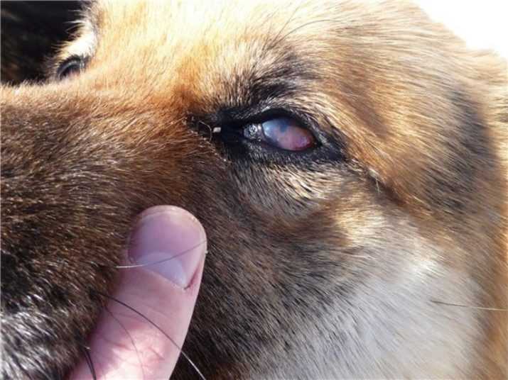 Красные белки глаз у собаки – есть ли повод для беспокойства?