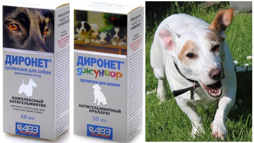 Диронет для собак: инструкция по применению, показания и ограничения, отзывы