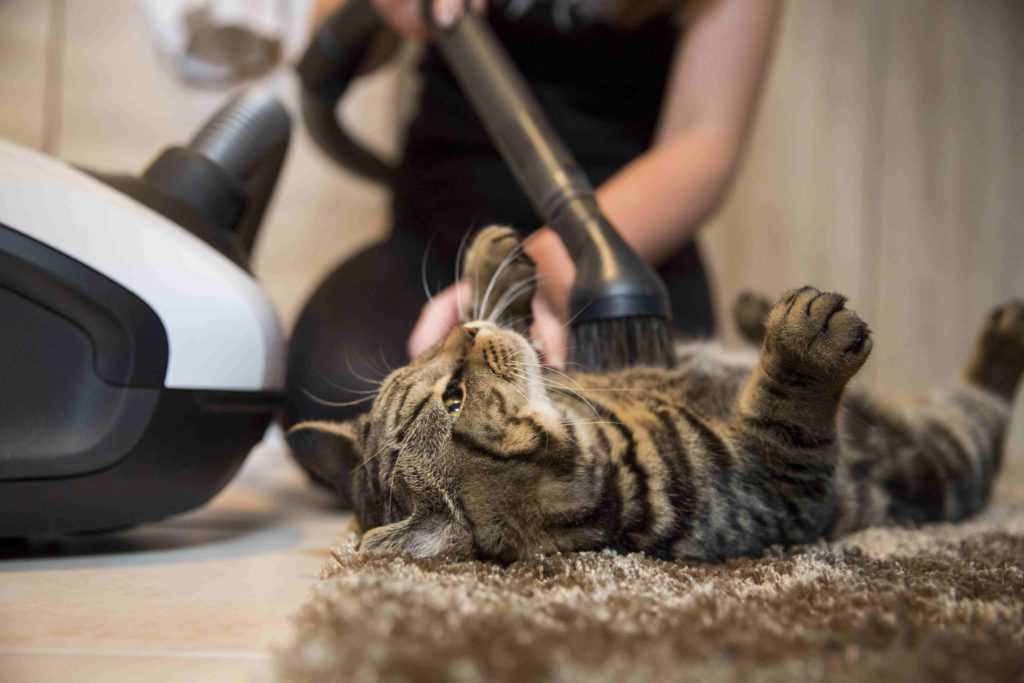 6 способов избавиться от запаха животных в квартире