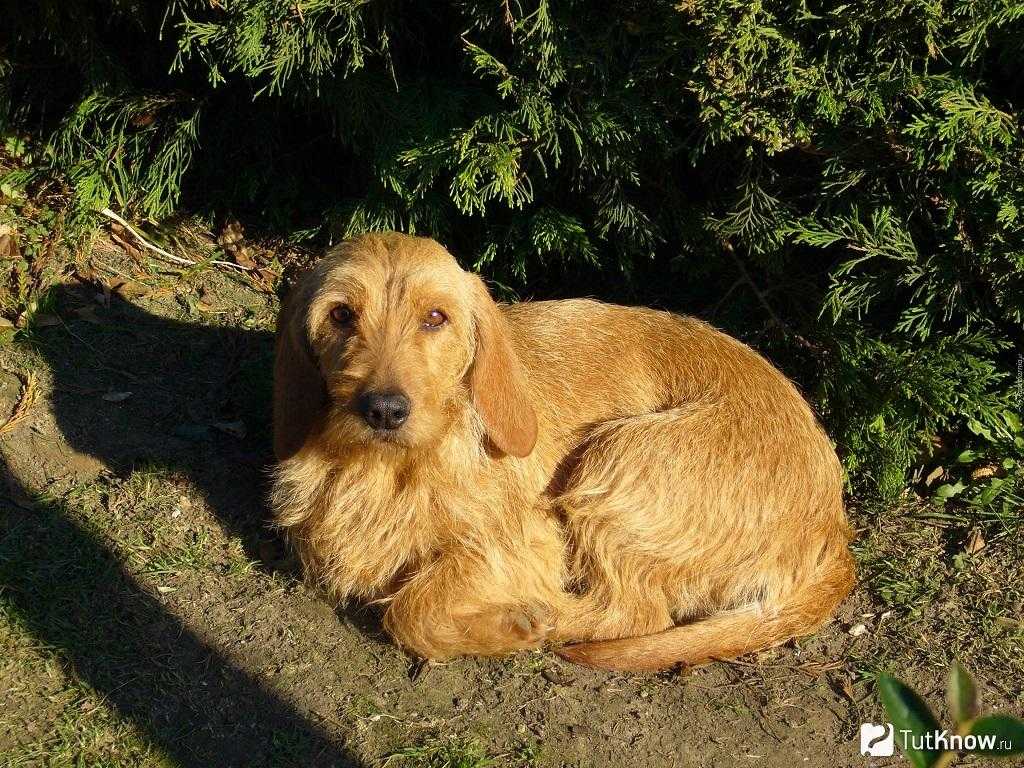 Бассет-хаунд — все о породе любимой собаки коломбо