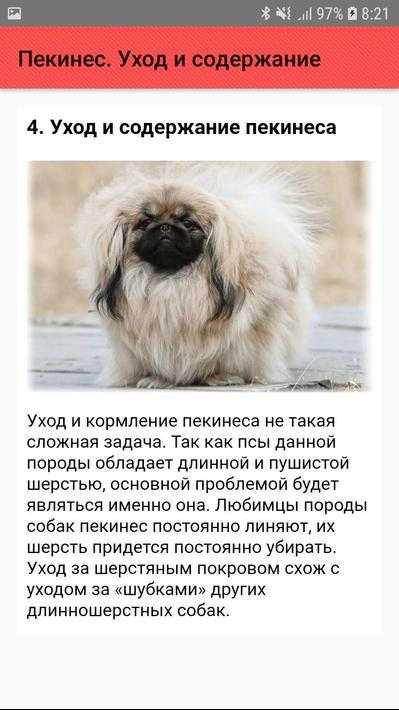 Пекинесы и их описание: фото, цена и особенности характера собак пикинесок