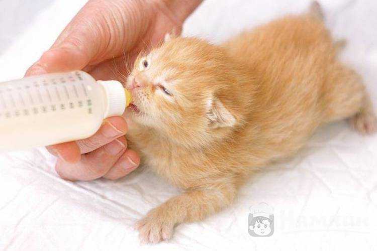 Чем кормить котенка без матери. Вскармливание новорожденных котят. Приспособление для искусственного вскармливания котят. Кормление новорождённого котёнка. Новорожденные котята.