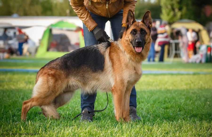 Немецкие овчарки рабочего разведения: фото собак, особенности породы, описание характера, максимальная скорость, также для чего нужны на службе полицейским, военным?