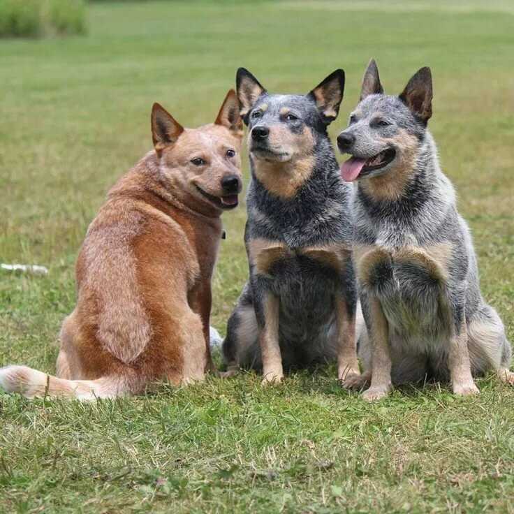 Описание породы собак ланкаширский хилер с отзывами и фото