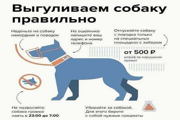 Правила и закон рф о выгуле собак 2019-2020 запреты ограничения и нормы |
            goodoger