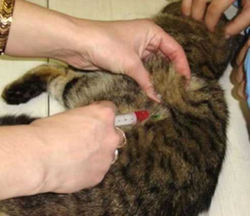 Нужна ли прививка домашней кошке. Укол кошке. Внутримышечная инъекция кошке. Внутримышечный укол кошке.