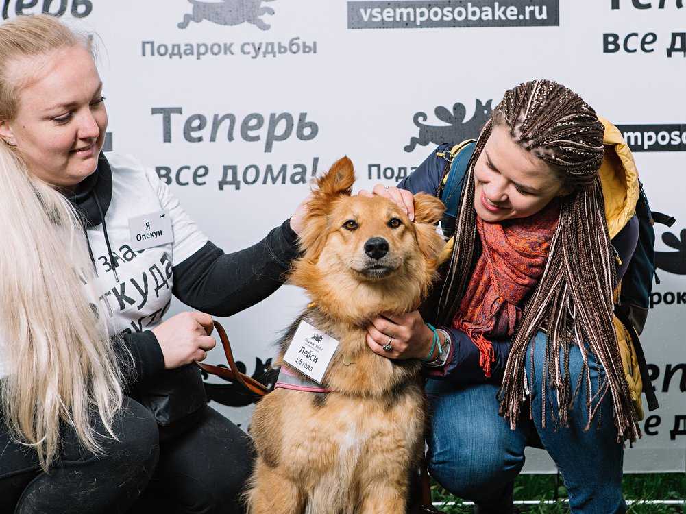 «всё началось с моей собаки — чаплина»: как я меняю отношение к беспородным собакам в россии — wonderzine