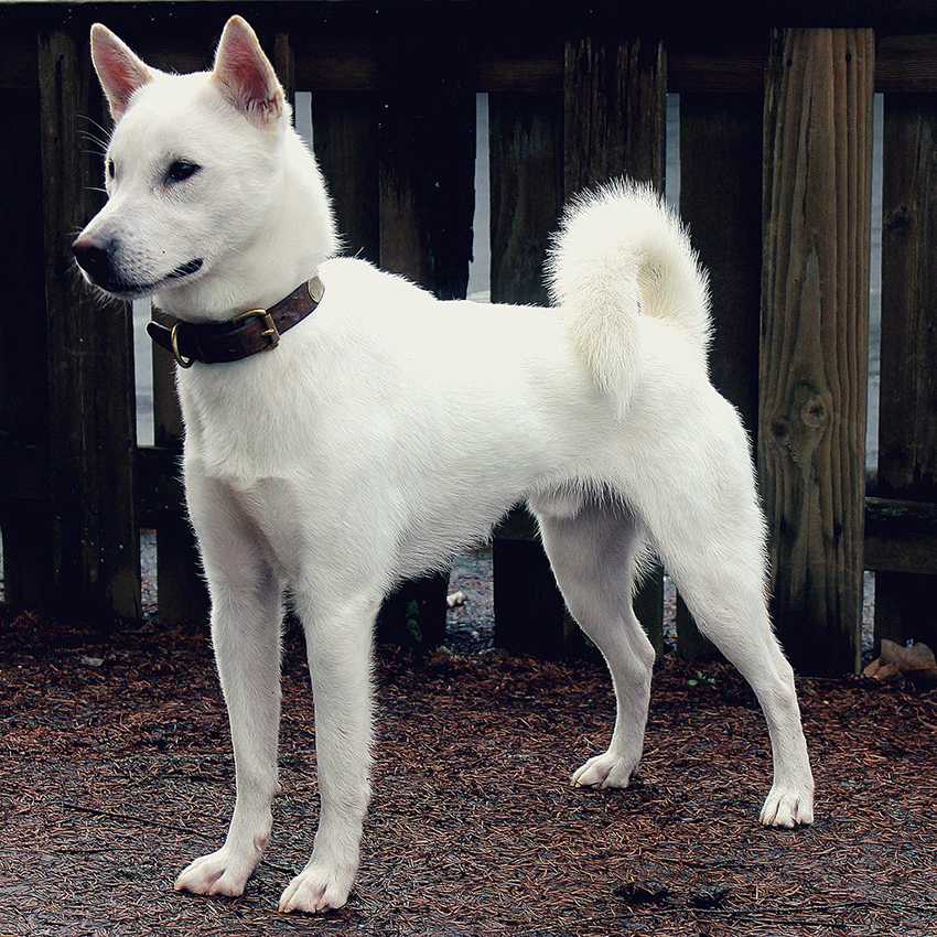 Ханаанская собака: фото, описание породы, характера, ухода