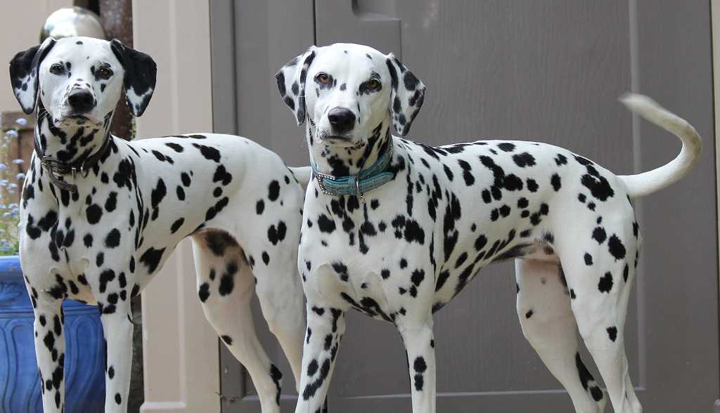 Далматин - порода собак - информация и особенностях | хиллс