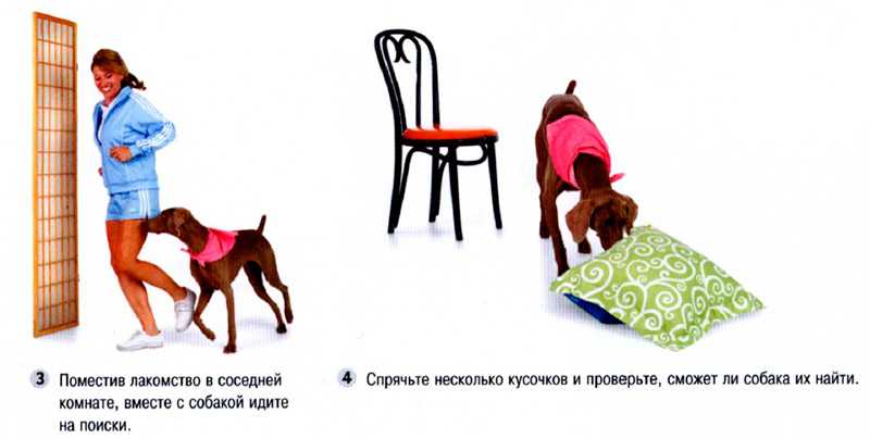 Игры с собакой дома: 8 развивающих упражнений